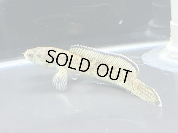 画像1: チャンナアリストネイ(11cm±)WILD★ (1)