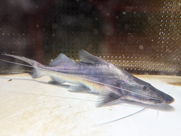 画像2: ピラムターバ(22cm±)WILDスリナム★ (2)