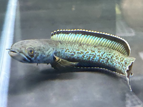 画像1: チャンナ アリストネイ(11cm±)上物 WILD★ (1)