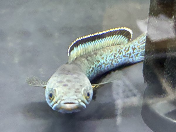 画像3: チャンナ アリストネイ(11cm±)上物 WILD★ (3)