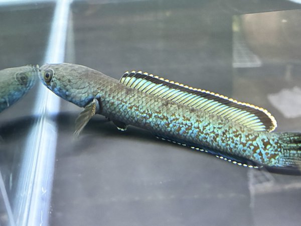 画像4: チャンナ アリストネイ(11cm±)上物 WILD★ (4)