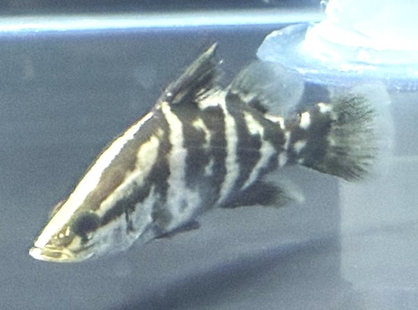 画像1: アカメ(15cm±)WILD▲ (1)