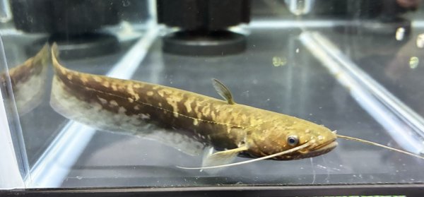 画像1: イワトコナマズ(12cm±)▲ (1)