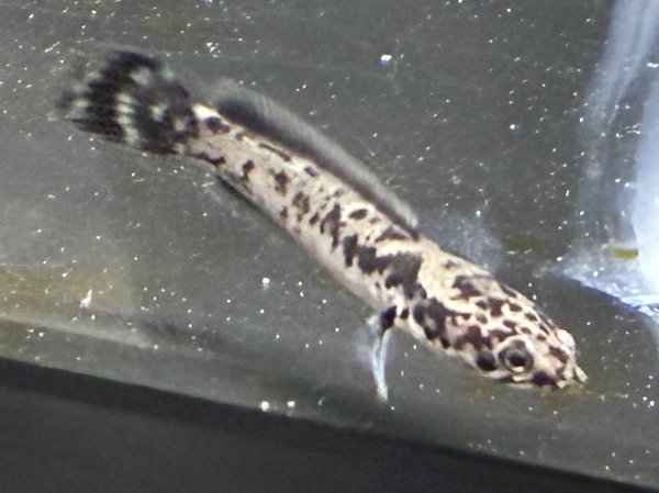 画像1: チャンナ リムバータ ダルメシアン(6cm±)★ (1)