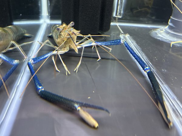 画像1: オニテナガエビ 1ペア(20cm±)国産ブリード★ (1)