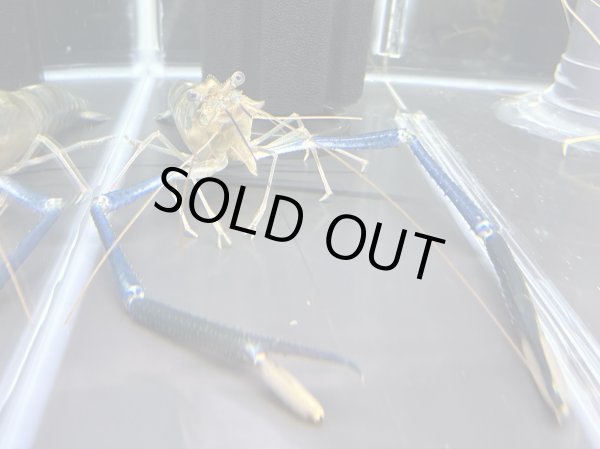 画像1: オニテナガエビ 1ペア(20cm±)国産ブリード (1)