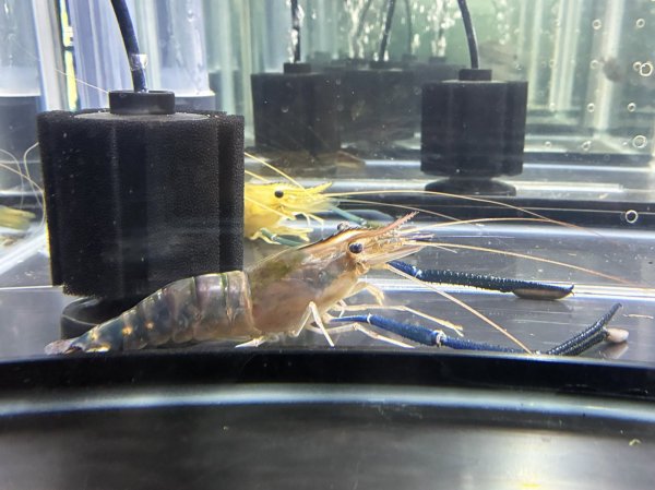 画像3: オニテナガエビ 1ペア(20cm±)国産ブリード★ (3)