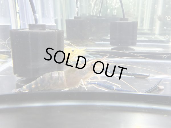 画像3: オニテナガエビ 1ペア(20cm±)国産ブリード (3)