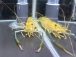 画像2: オニテナガエビ 1ペア(20cm±)国産ブリード★ (2)