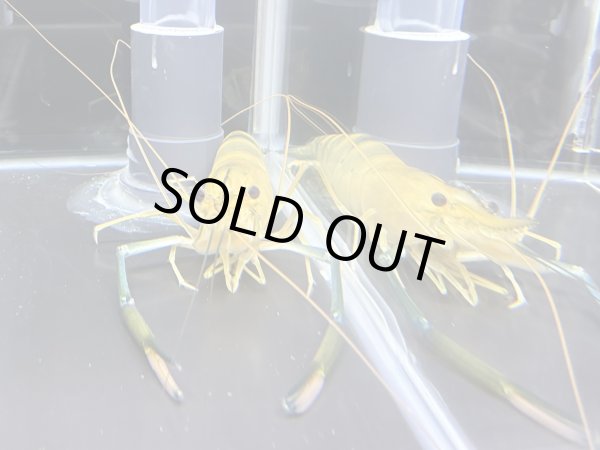 画像2: オニテナガエビ 1ペア(20cm±)国産ブリード (2)