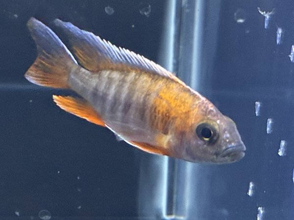 画像1: アウロノカラ ヤコブフレイベルギィ(7cm±) (1)