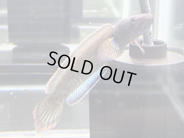 画像1: アイズファイヤー スネークヘッド(11cm±)WILD★ (1)