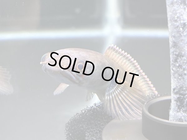 画像2: アイズファイヤー スネークヘッド(11cm±)WILD★ (2)