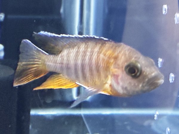 画像1: アウロノカラ ヤコブフレイベルギィ(7cm±) (1)