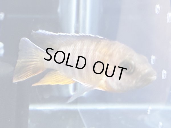 画像1: アウロノカラ ヤコブフレイベルギィ(7cm±) (1)