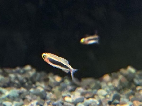 画像1: トゥッカーノテトラ (1)