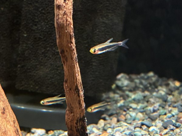 画像4: トゥッカーノテトラ (4)