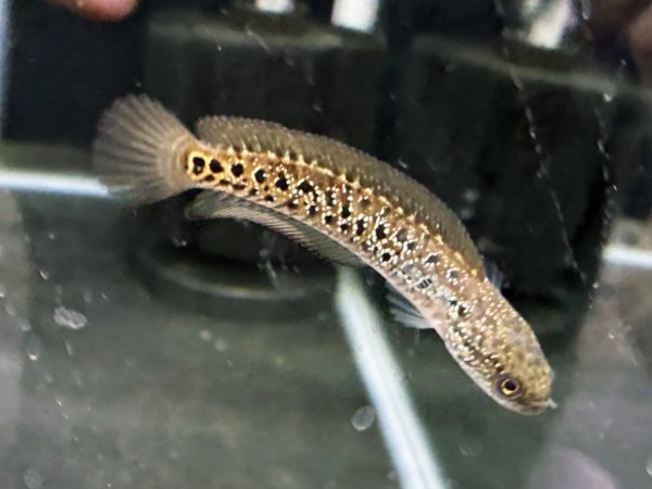 画像1: コウタイ レッドギャラクシー(6cm±)★ (1)