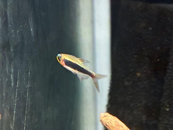 画像2: トゥッカーノテトラ (2)