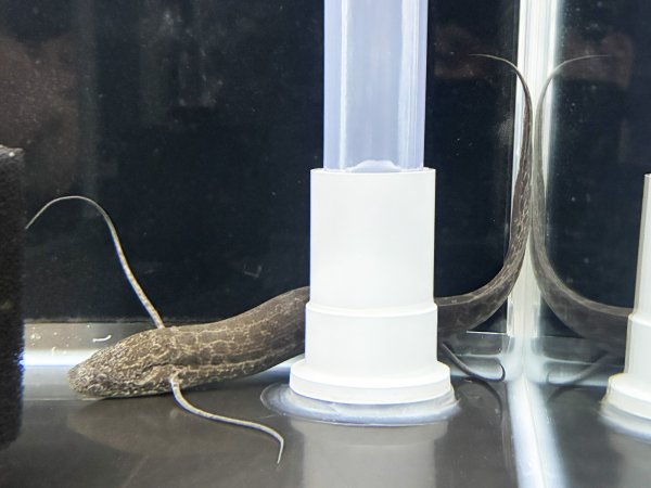 画像1: プロトプテルス エチオピクス(25cm±)WILD★ (1)