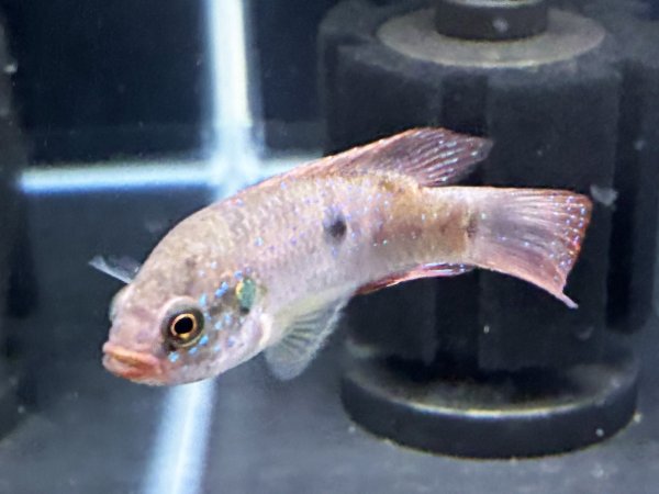 画像2: レッドジュエルシクリッド(6cm±)ブリード (2)