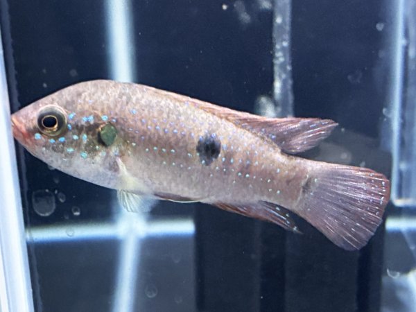 画像1: レッドジュエルシクリッド(6cm±)ブリード (1)