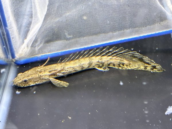 画像1: ポリプテルス ラプアン(8cm±)ブリード★ (1)