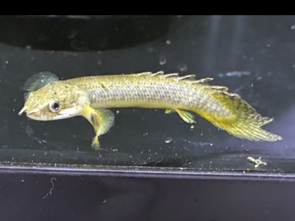 画像2: ポリプテルス パルマスポーリー(6cm±)ブリード★ (2)