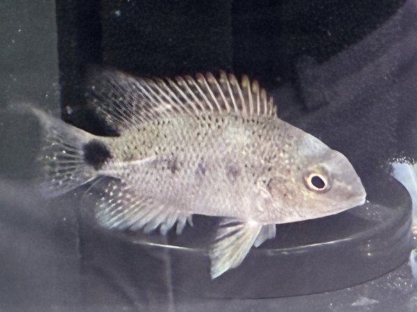 画像1: ヴィエジャ アルゲンティア(6cm±)ブリード★ (1)