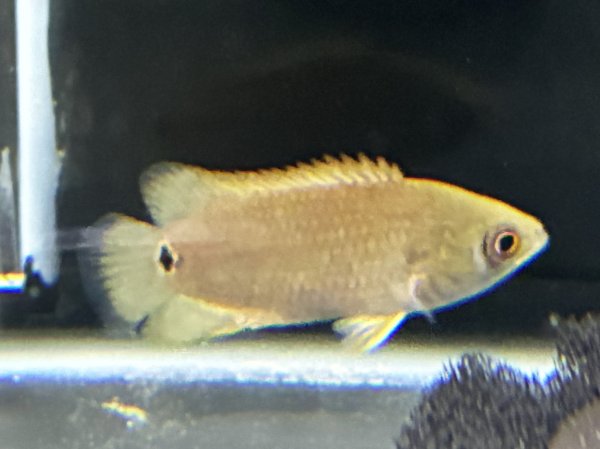 画像1: クテノポマ キングスレイ(4cm±)★ (1)