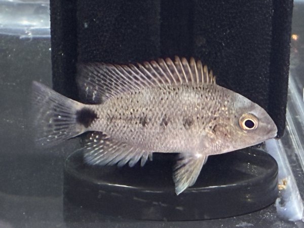 画像2: ヴィエジャ アルゲンティア(6cm±)ブリード★ (2)