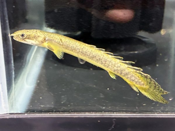 画像1: ポリプテルス パルマスポーリー(6cm±)ブリード★ (1)