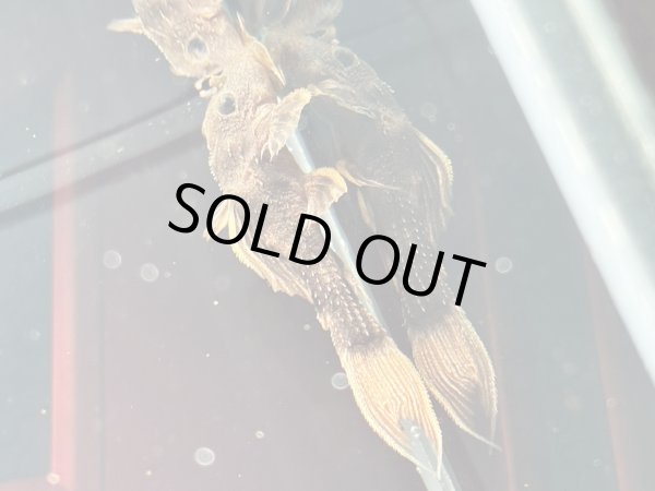 画像2: ウルトラスカーレットトリムプレコL025(4cm±)ブリード (2)