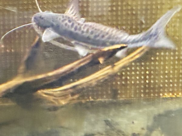 画像3: スポッテッドピニランプス(20cm±)WILDペルー★ (3)