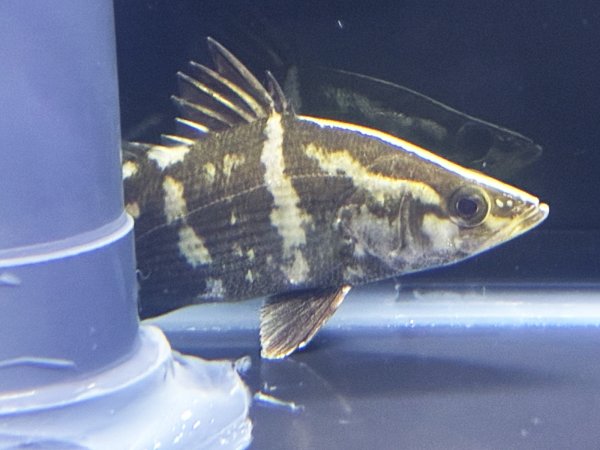 画像1: アカメ(15cm±)WILD▲ (1)