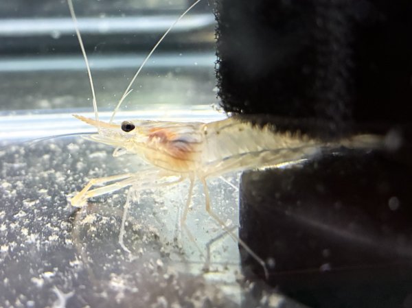 画像2: オニテナガエビ(5cm±)国産ブリード (2)