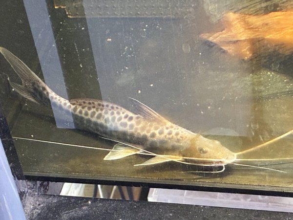 画像2: スポッテッドピニランプス(20cm±)WILDペルー★ (2)