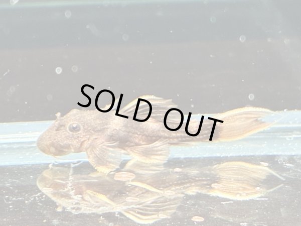 画像1: ウルトラスカーレットトリムプレコL025(4cm±)ブリード (1)