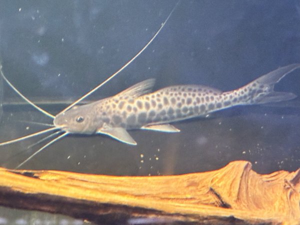 画像1: スポッテッドピニランプス(20cm±)WILDペルー★ (1)