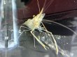 画像1: オニテナガエビ(5cm±)国産ブリード (1)