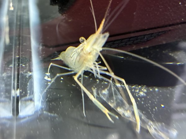 画像1: オニテナガエビ(5cm±)国産ブリード (1)