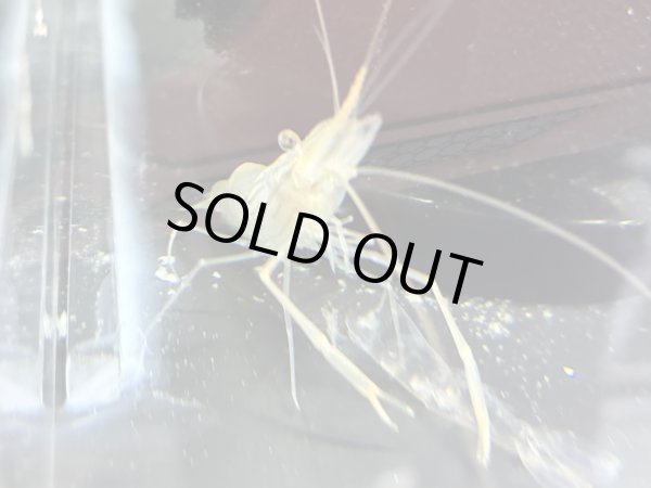 画像2: オニテナガエビ(5cm±)国産ブリード (2)