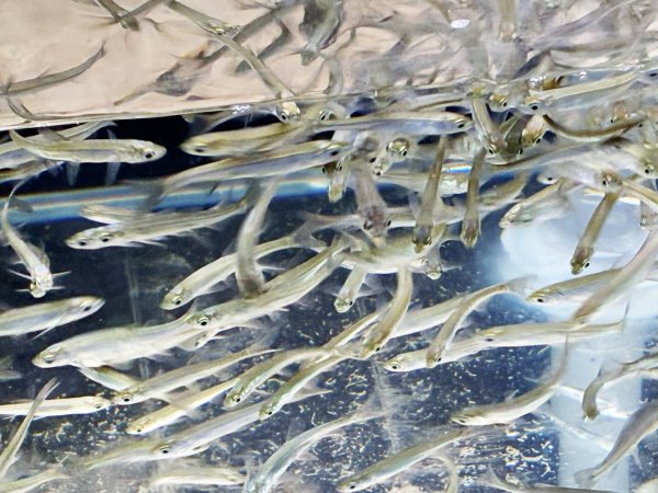 画像1: エサ用小魚(川魚MIX) 10匹 (1)