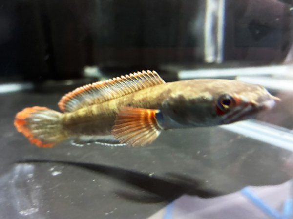 画像2: アイズファイヤー スネークヘッド(11cm±)上物 WILD★ (2)