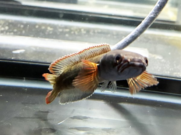 画像3: アイズファイヤー スネークヘッド(11cm±)上物 WILD★ (3)