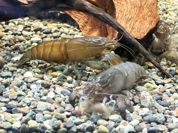 画像1: アフリカンロックシュリンプ(9cm±)WILDナイジェリア★ (1)