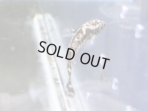 画像2: チャンナ リムバータ ダルメシアン(6cm±) (2)