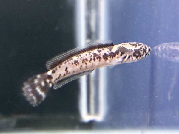 画像1: チャンナ リムバータ ダルメシアン(6cm±)★ (1)