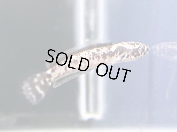 画像1: チャンナ リムバータ ダルメシアン(6cm±) (1)