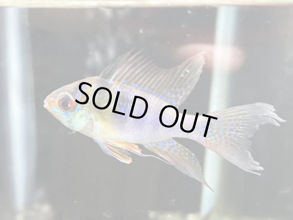 画像1: ドイツラミレジィ ロングフィン オスのみ (1)